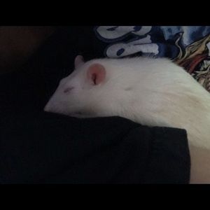 Meet your Posher, Mayra